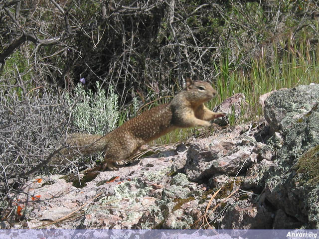 Squirrel Jump - Squirrel Jump 