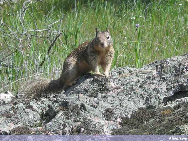 Squirrel Pose - Squirrel Pose 