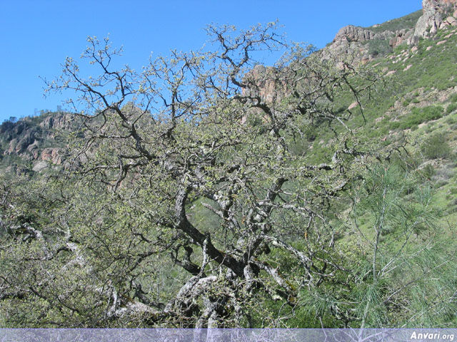 Tree 1 - Tree 1 