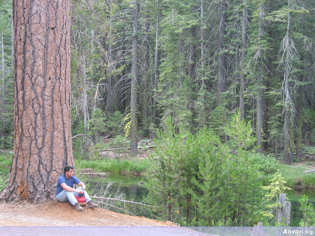 Bahram by the Giant Tree - Bahram by the Giant Tree 