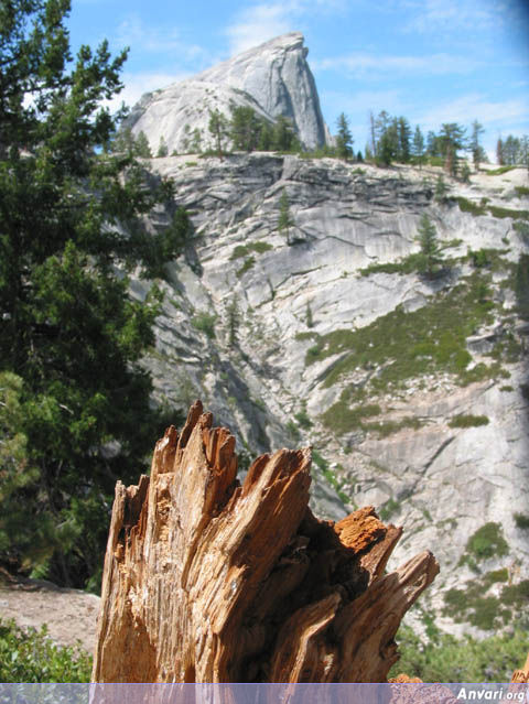 Broken Tree and Half Dome - Broken Tree and Half Dome 