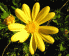 UCBerkeley Flower