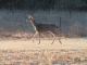 The Deer